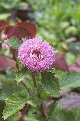 http://www.hort.net/images/gallery/jpg-wm/ast/ceninbb40.jpg