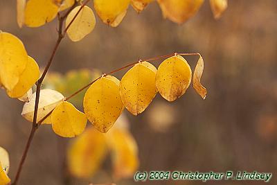 Indigofera Kirilowii