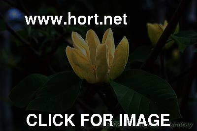 Yellowbird Magnolia