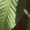 Acer carpinifolium