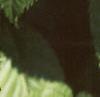 Acer carpinifolium
