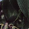 Acer carpinifolium