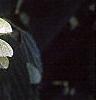 Acer carpinifolium