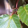 Acer davidii