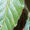 Acer davidii
