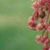 Acer diabolicum