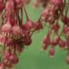 Acer diabolicum