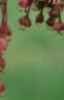 Acer diabolicum