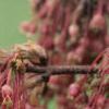 Acer diabolicum