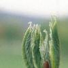 Acer diabolicum