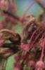 Acer diabolicum