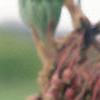 Acer diabolicum