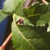 Acer tataricum subsp. ginnala, leaves