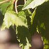 Acer tataricum subsp. ginnala, leaves
