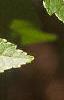 Acer tataricum subsp. ginnala, leaves