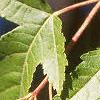 Acer tataricum subsp. ginnala, leaves