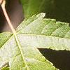 Acer tataricum subsp. ginnala, leaves