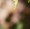 Acer tataricum subsp. ginnala, leaves