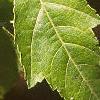 Acer tataricum subsp. ginnala, leaves