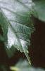 Acer tataricum subsp. ginnala, fruit