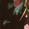 Acer tataricum subsp. ginnala, fruit