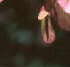 Acer tataricum subsp. ginnala, fruit