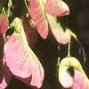 Acer tataricum subsp. ginnala, fruit