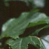 Acer tataricum subsp. ginnala, fruit