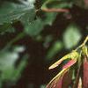 Acer tataricum subsp. ginnala, fruit