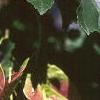 Acer tataricum subsp. ginnala, fruit