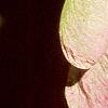 Acer tataricum subsp. ginnala, fruit