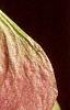 Acer tataricum subsp. ginnala, fruit