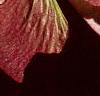 Acer tataricum subsp. ginnala, fruit