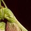 Acer tataricum subsp. ginnala, fruit
