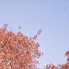 Acer tataricum subsp. ginnala, fall color