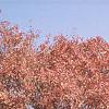 Acer tataricum subsp. ginnala, fall color