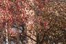 Acer tataricum subsp. ginnala, fall color