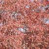 Acer tataricum subsp. ginnala, fall color
