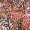 Acer tataricum subsp. ginnala, fall color