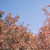Acer tataricum subsp. ginnala, fall color
