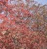 Acer tataricum subsp. ginnala, fall color