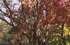 Acer tataricum subsp. ginnala, fall color
