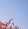 Acer tataricum subsp. ginnala, fall color