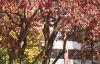 Acer tataricum subsp. ginnala, fall color