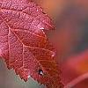 Acer tataricum subsp. ginnala, fall color