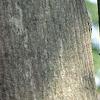 Acer tataricum subsp. ginnala, bark