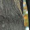 Acer tataricum subsp. ginnala, bark
