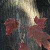 Acer tataricum subsp. ginnala, bark
