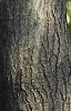 Acer tataricum subsp. ginnala, bark