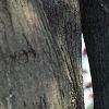 Acer tataricum subsp. ginnala, bark